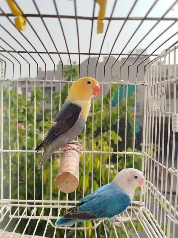 Ready to breed Pale Fellow Pair. Blue Opaline/Pf into Parblue Opal/Pf 1