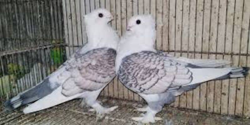 sentient German tie fancy pigeon 0