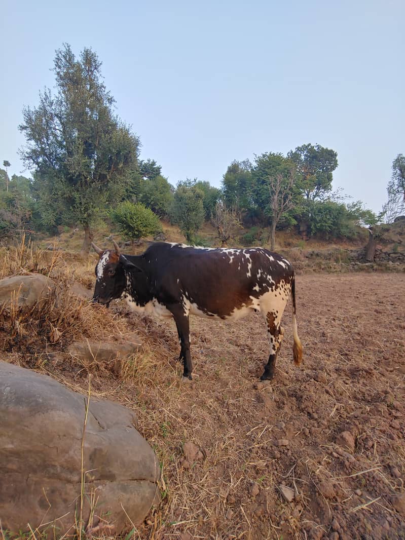 5 cows and 1 bull 4