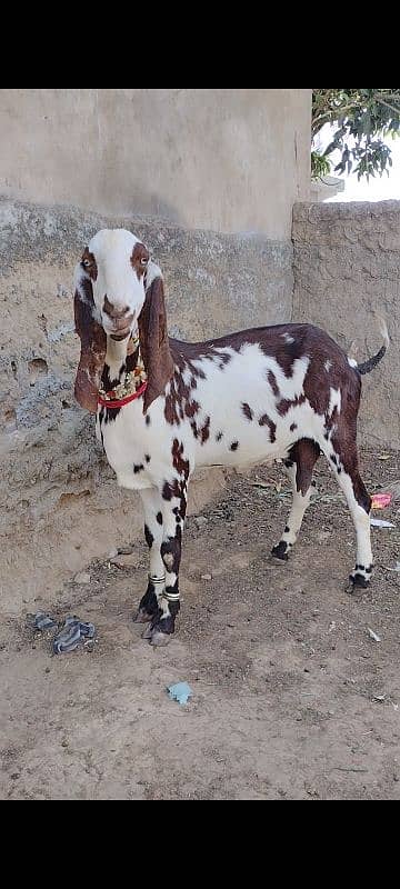 Rajanpuri Punjab breed 0