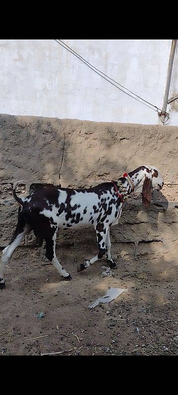 Rajanpuri Punjab breed 1