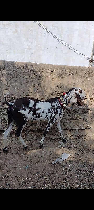 Rajanpuri Punjab breed 2