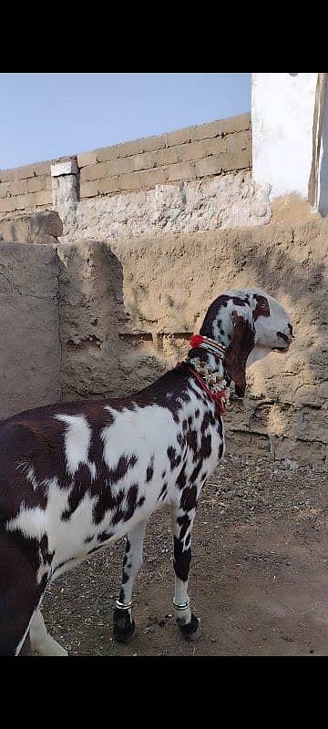 Rajanpuri Punjab breed 4