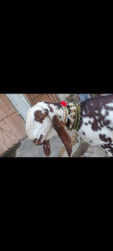 Rajanpuri Punjab breed 5