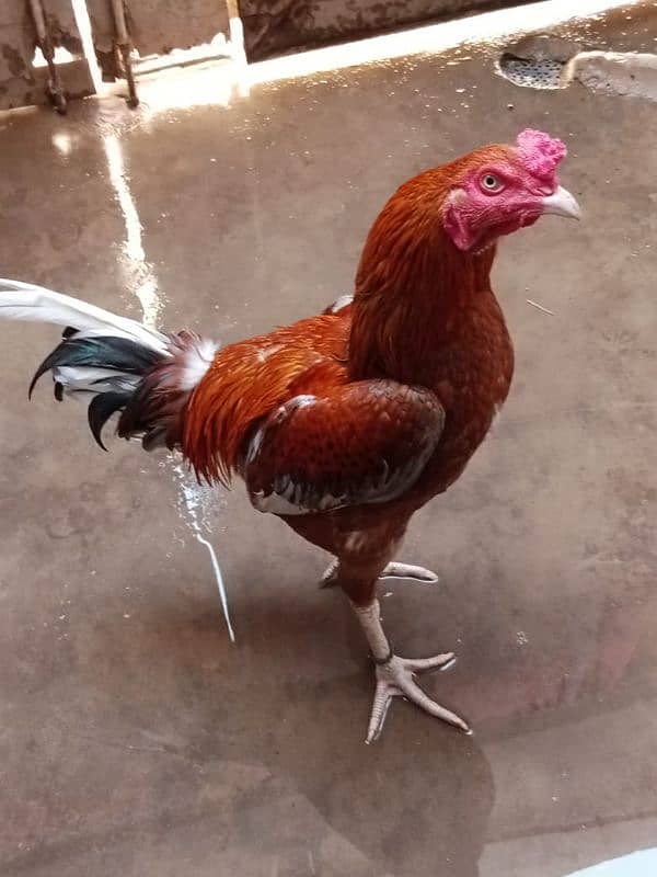 Aseel Murga And Murgi Pair Cock Hen 0