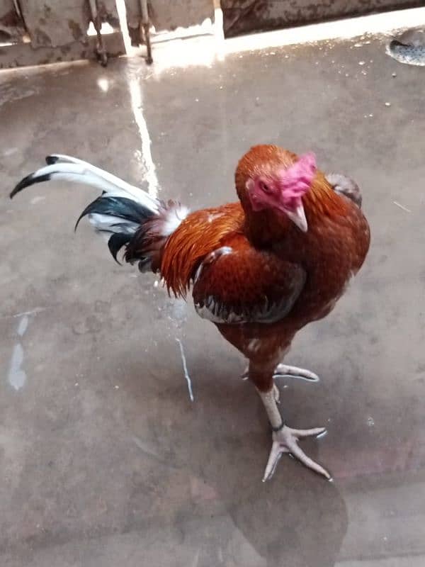 Aseel Murga And Murgi Pair Cock Hen 5