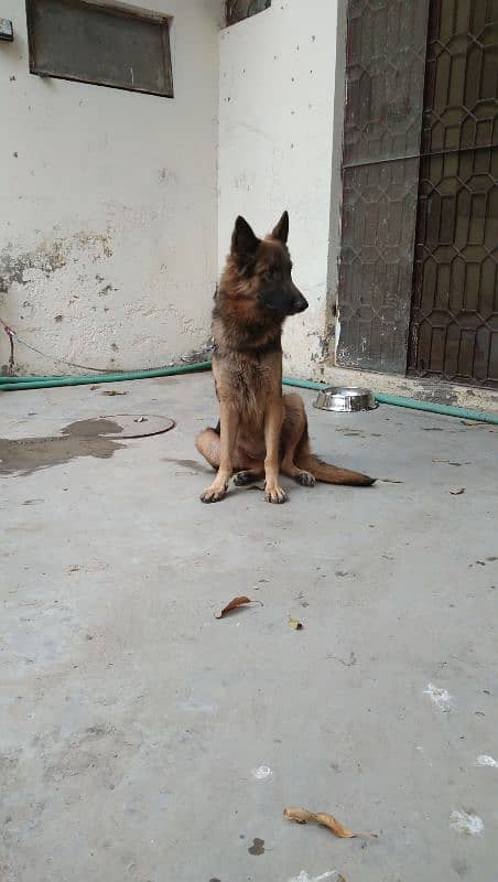 German Shepherd Female 1