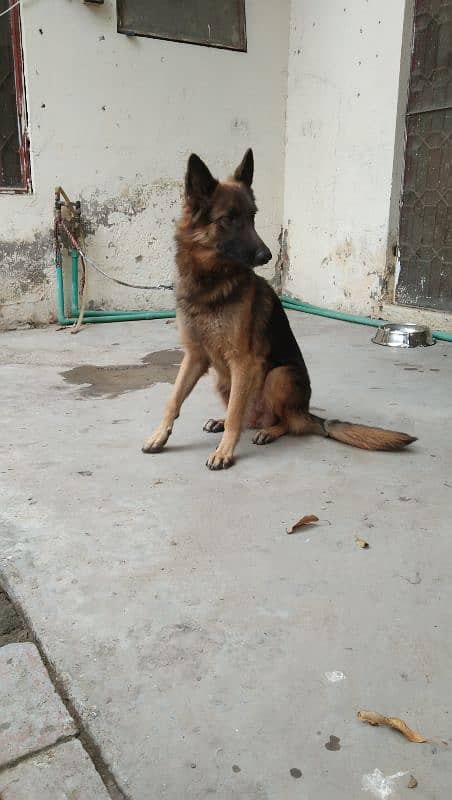 German Shepherd Female 2