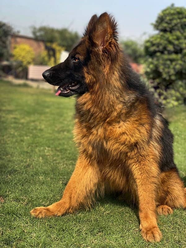 PINK PEDIGREE MALE GERMAN SHEPHERD AVAILABLE 0