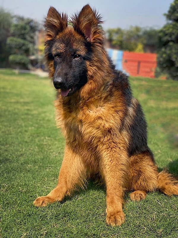 PINK PEDIGREE MALE GERMAN SHEPHERD AVAILABLE 1