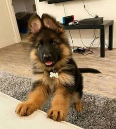 German Shepherd proper long coat puppy available wattsapp only