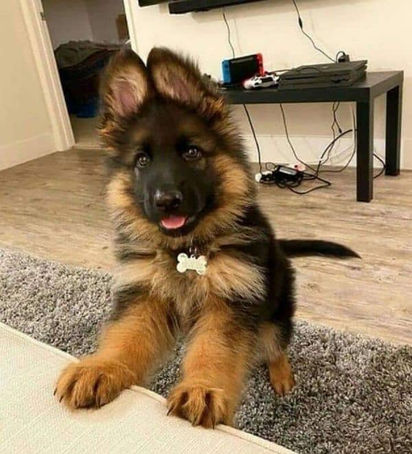 German Shepherd proper long coat puppy available wattsapp only 0