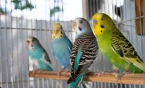 Australian budgies for sale