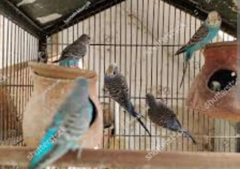 Australian budgies for sale 1