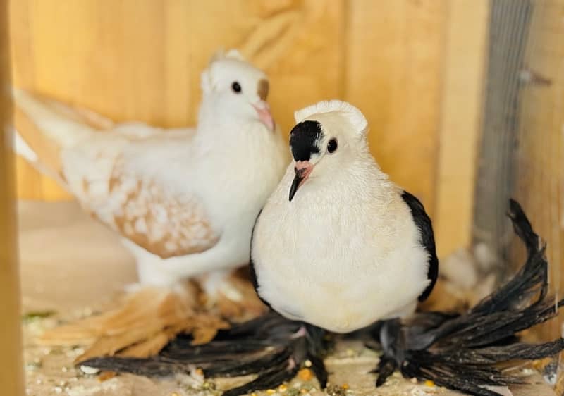 Swallow Shield breeder pair Senti white breeder pair 1