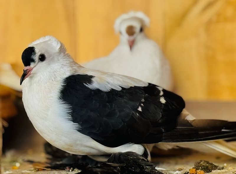 Swallow Shield breeder pair Senti white breeder pair 2