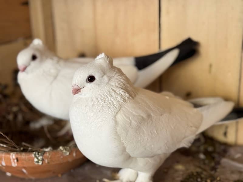 Swallow Shield breeder pair Senti white breeder pair 3