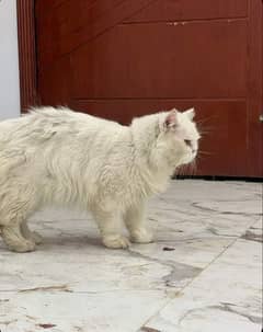 Triple coated Persian cat