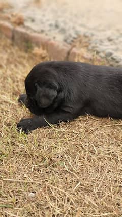 Pure British Labrador male