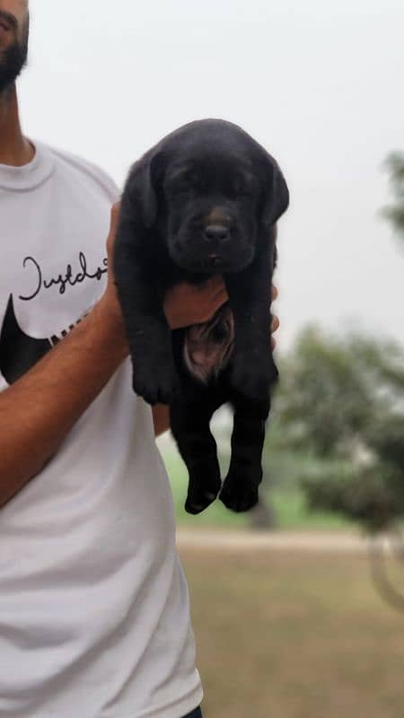 Pure British Labrador male 1