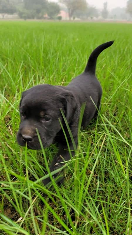 Pure British Labrador male 2