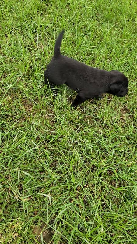 Pure British Labrador male 3