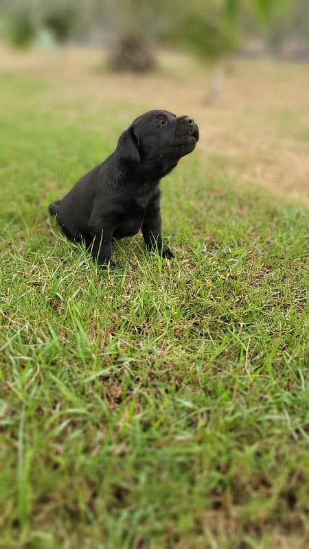 Pure British Labrador male 4