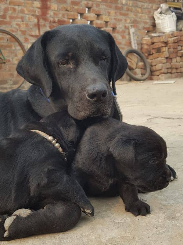 Pure British Labrador male 7