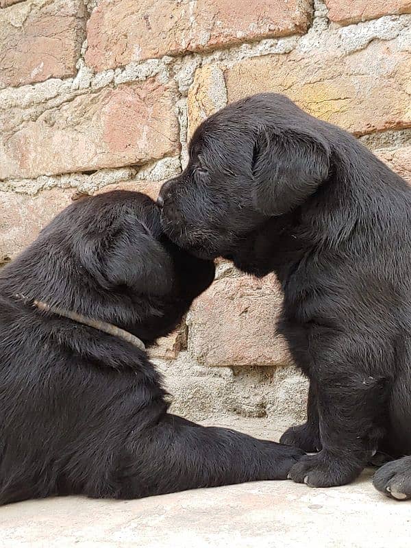 Pure British Labrador male 8