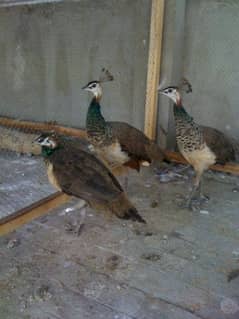 Peacock Chicks