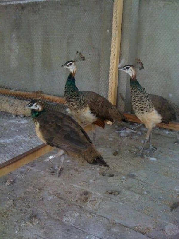 Peacock Chicks 0