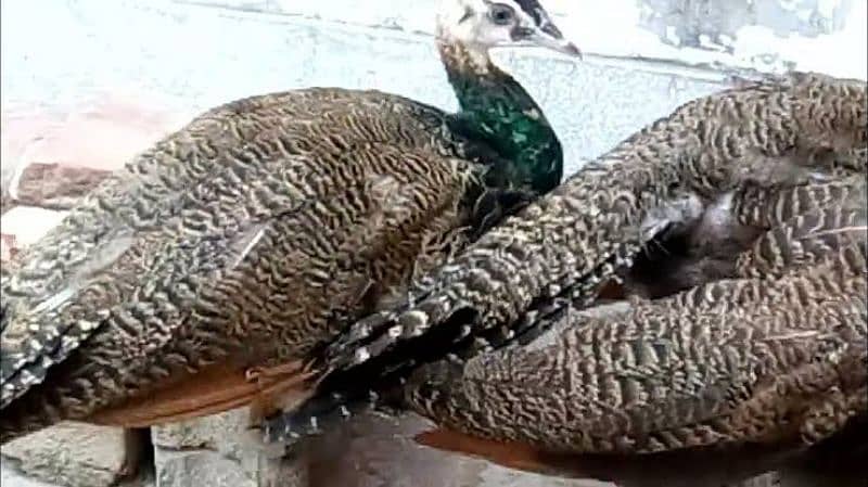 Peacock Chicks 1