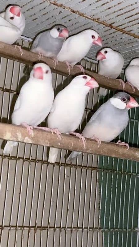 Fawn, White and Silver Java Breeder Pairs 1