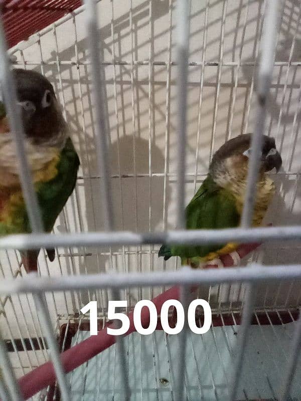 pineapple conure breeder pair 0