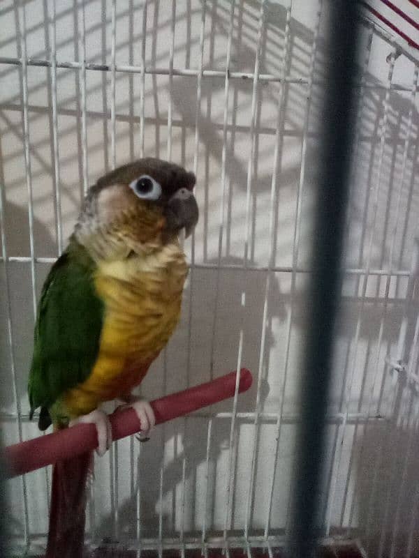 pineapple conure breeder pair 1