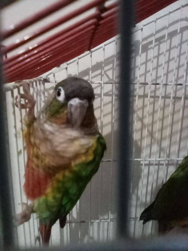 pineapple conure breeder pair 2