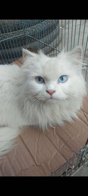 Persian breeder female 1