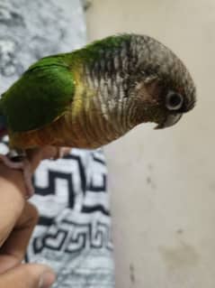 Green cheeked conure for sale