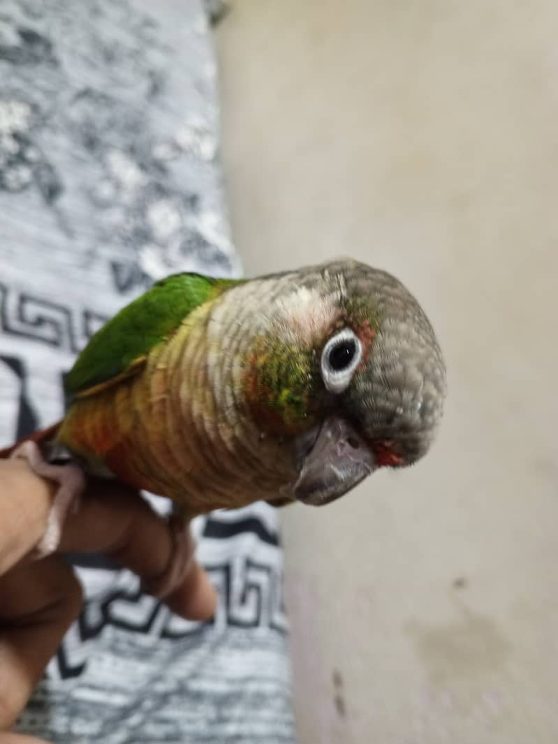 Green cheeked conure for sale 1