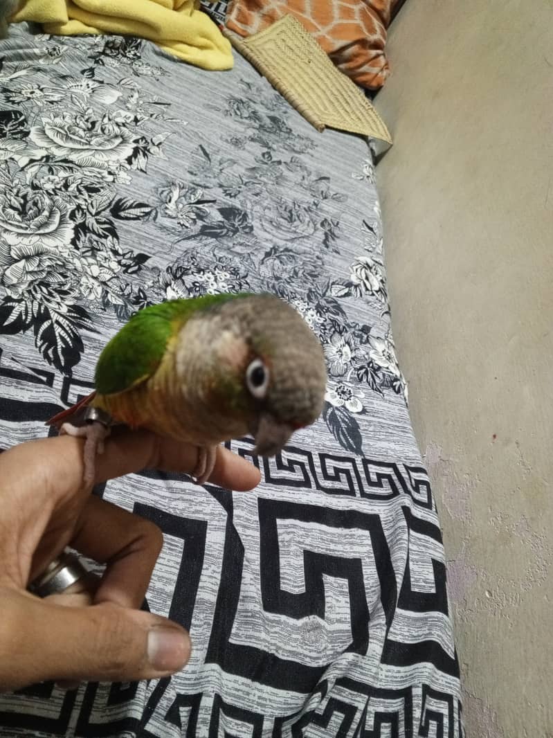 Green cheeked conure for sale 2