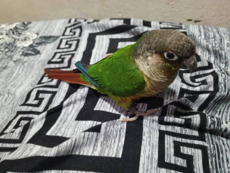 Green cheeked conure for sale 3