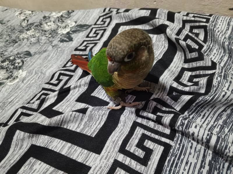 Green cheeked conure for sale 4