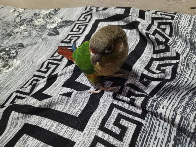 Green cheeked conure for sale 5