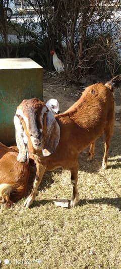 Ghar ki bakri, murghi