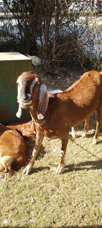 Ghar ki bakri, murghi 3