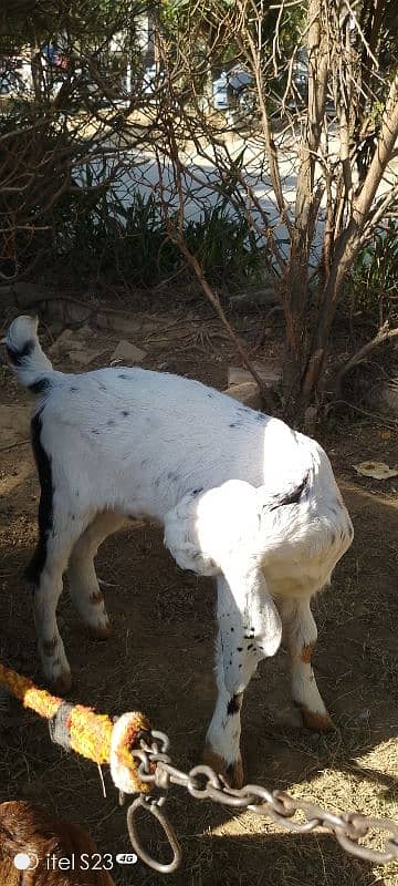 Ghar ki bakri, murghi 5