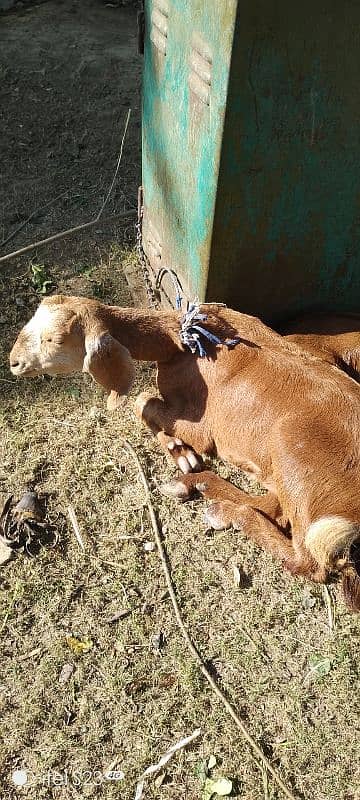 Ghar ki bakri, murghi 13