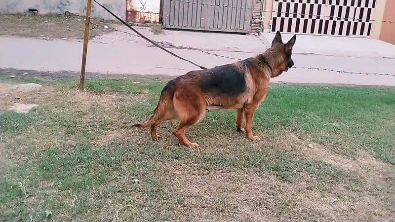 German shepherd female 0