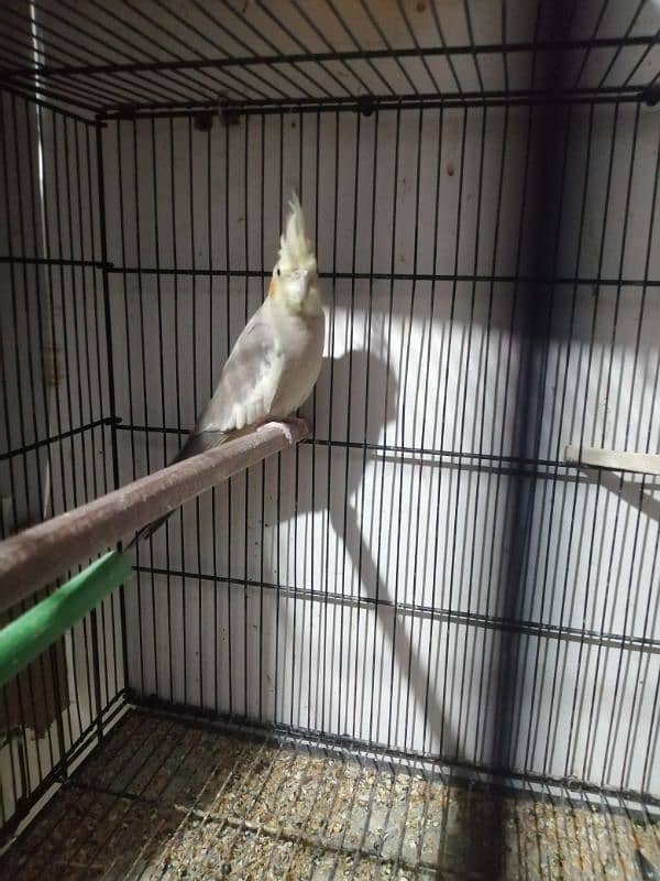 Gray Cocktail female fawn cockatiel female 3