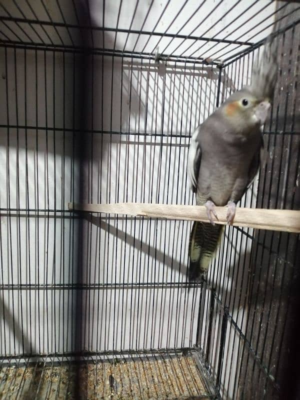 Gray Cocktail female fawn cockatiel female 4